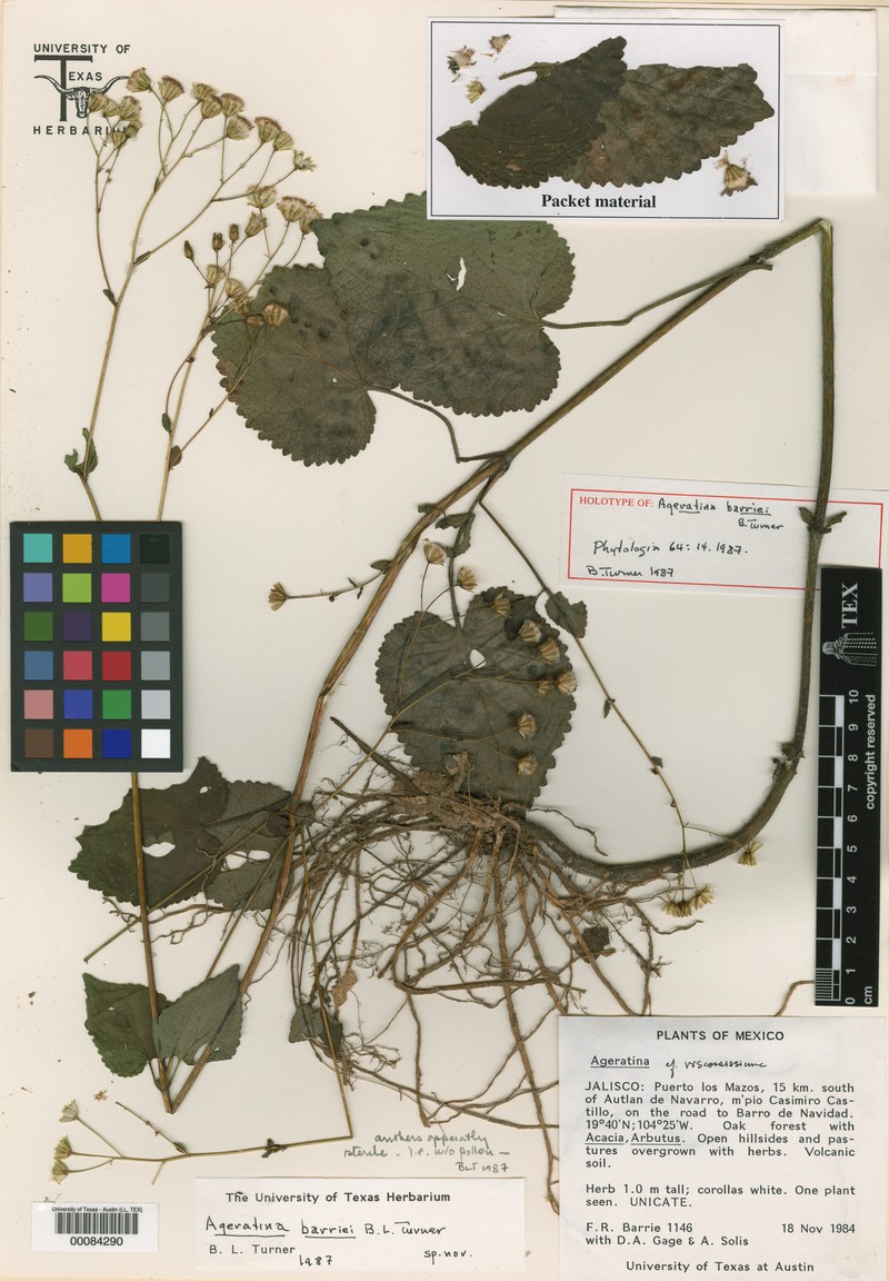 Ageratina barriei