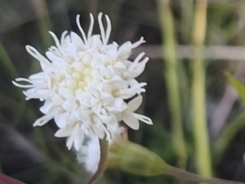 Ageratina beamanii photo 2