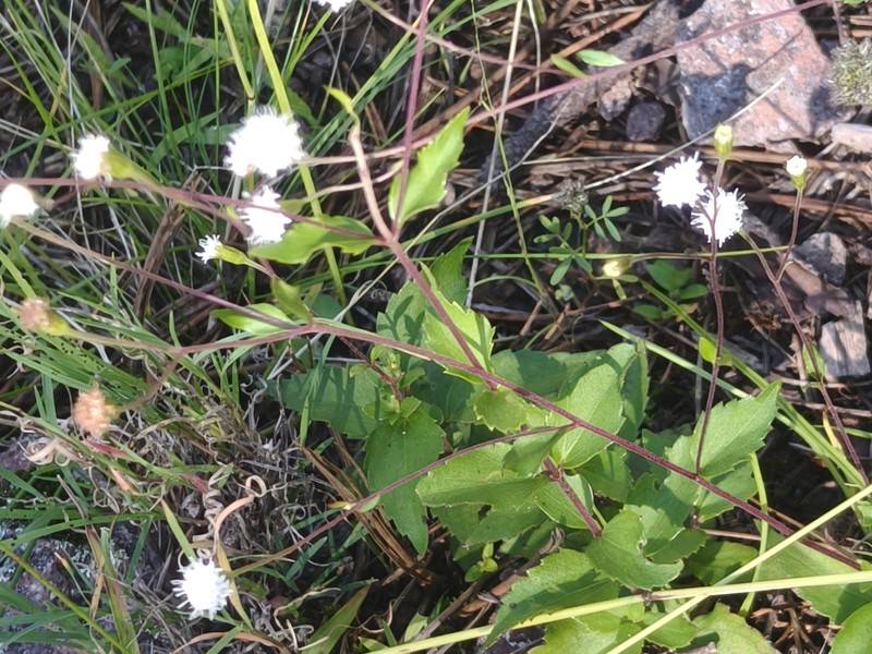 Ageratina beamanii photo 2