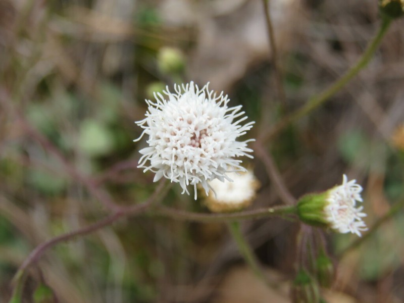 Ageratina bellidifolia