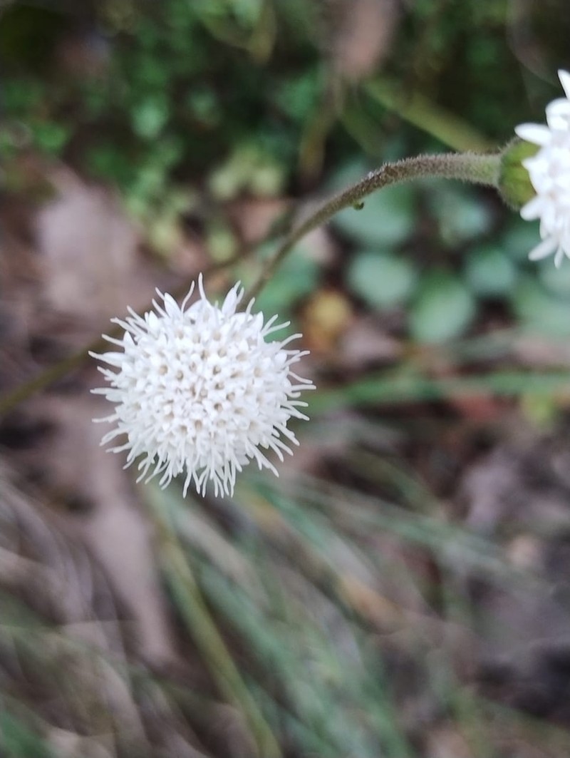 Ageratina bellidifolia photo 2
