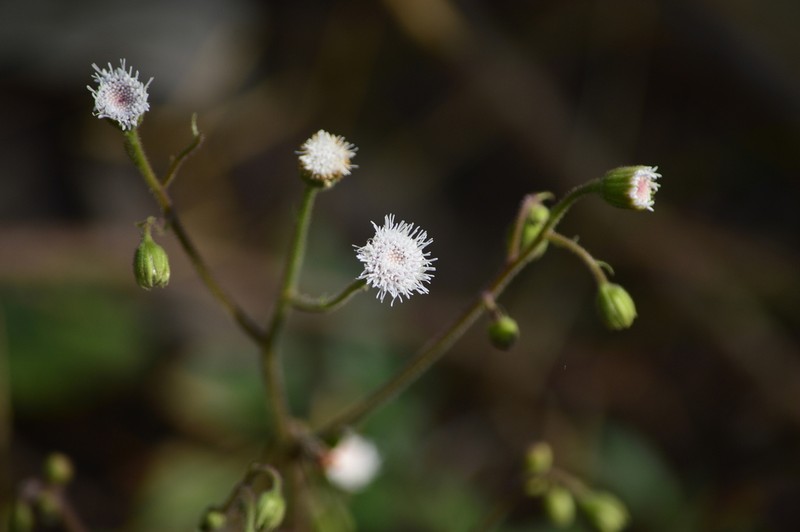 Ageratina bellidifolia photo 3