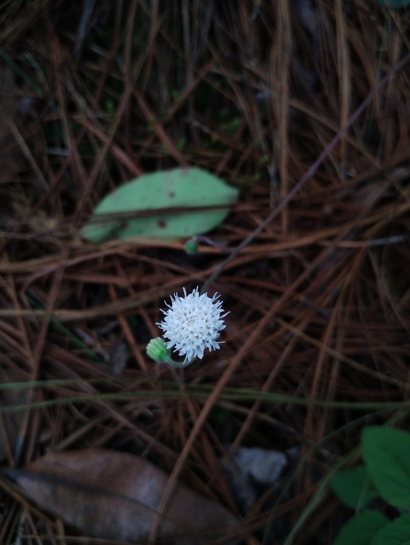 Ageratina bellidifolia photo 4