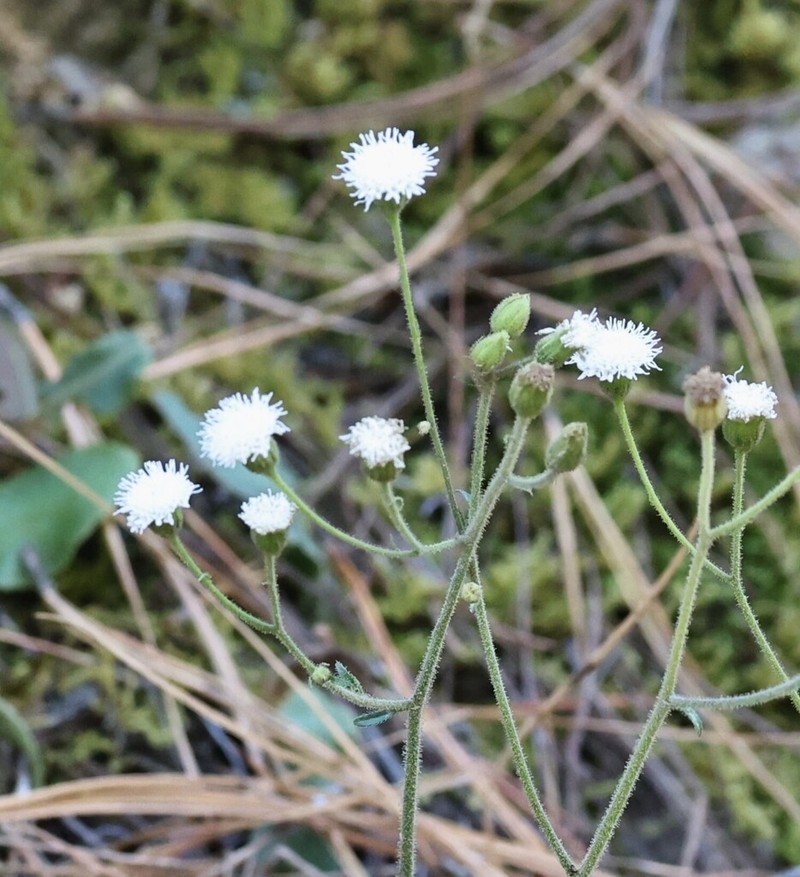 Ageratina bellidifolia photo 5