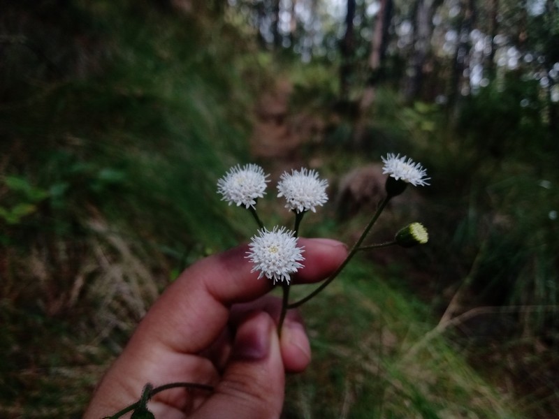 Ageratina bellidifolia photo 6