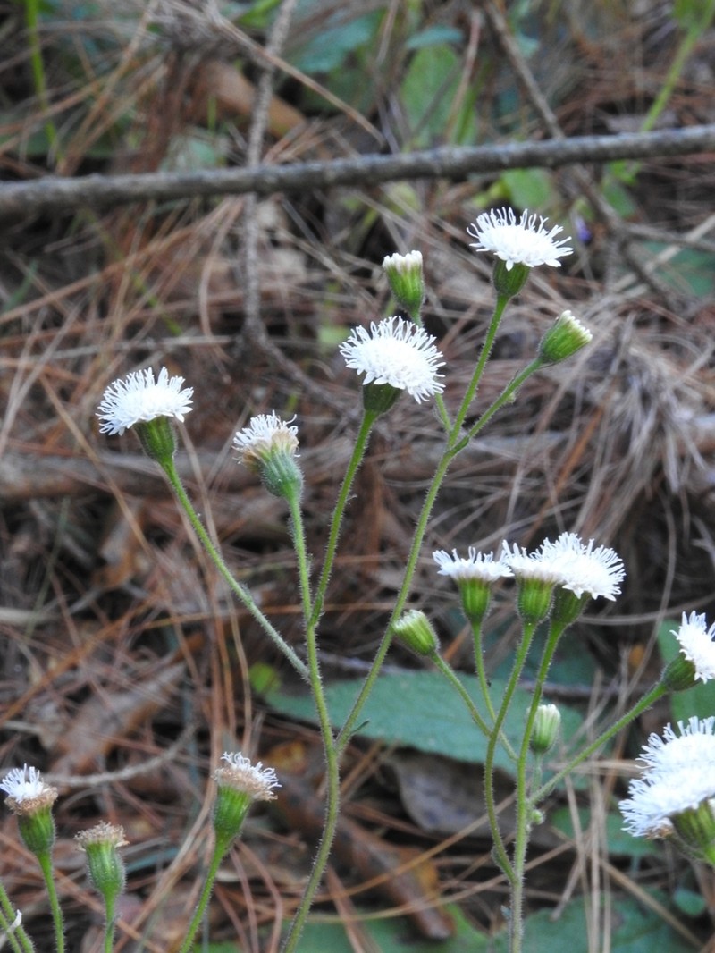 Ageratina bellidifolia photo 7