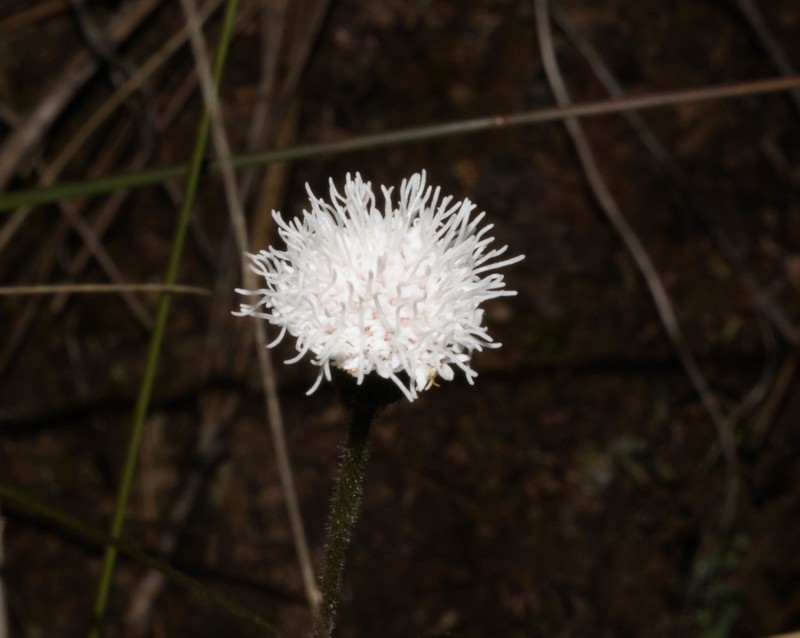 Ageratina bellidifolia photo 8