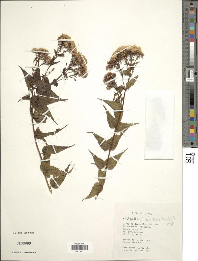 Ageratina blepharilepis photo 2