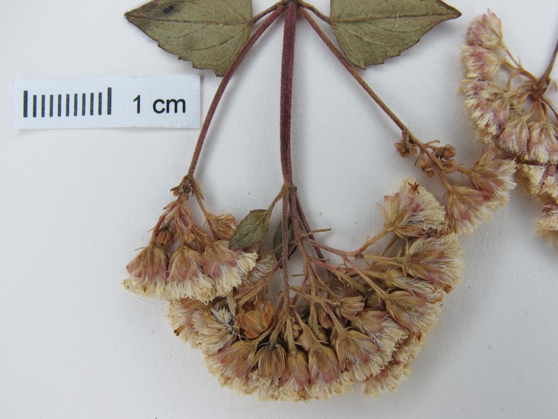 Ageratina blepharilepis