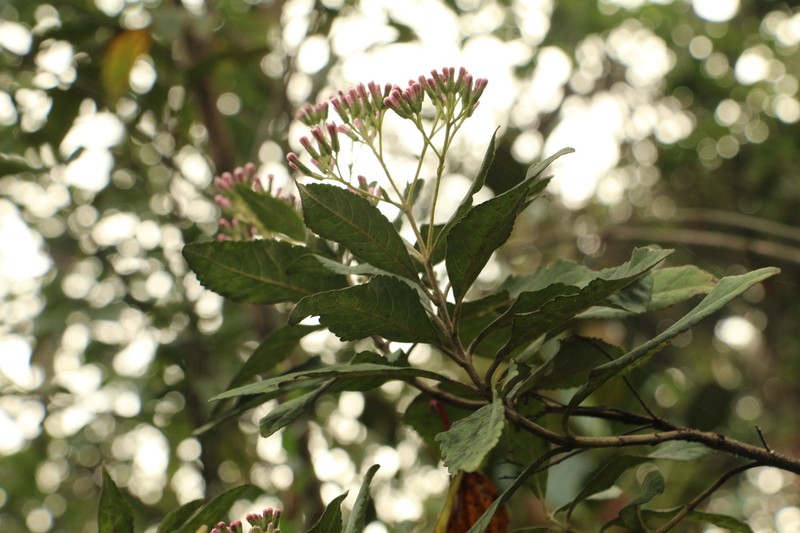 Ageratina boyacensis