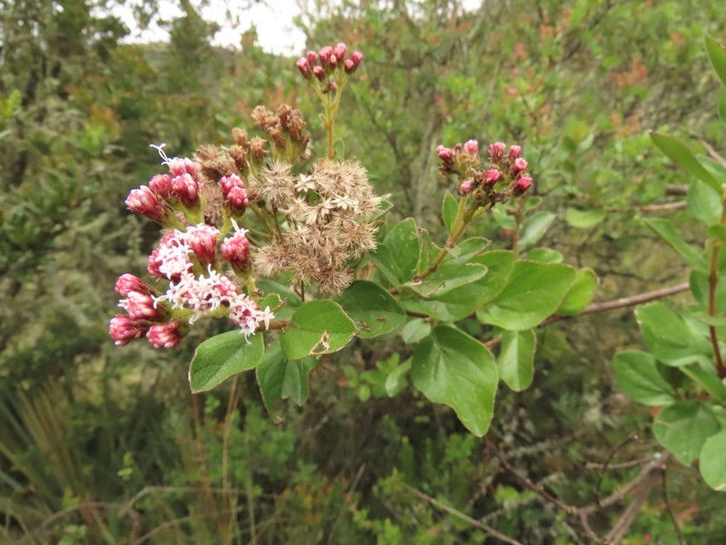 Ageratina boyacensis photo 2
