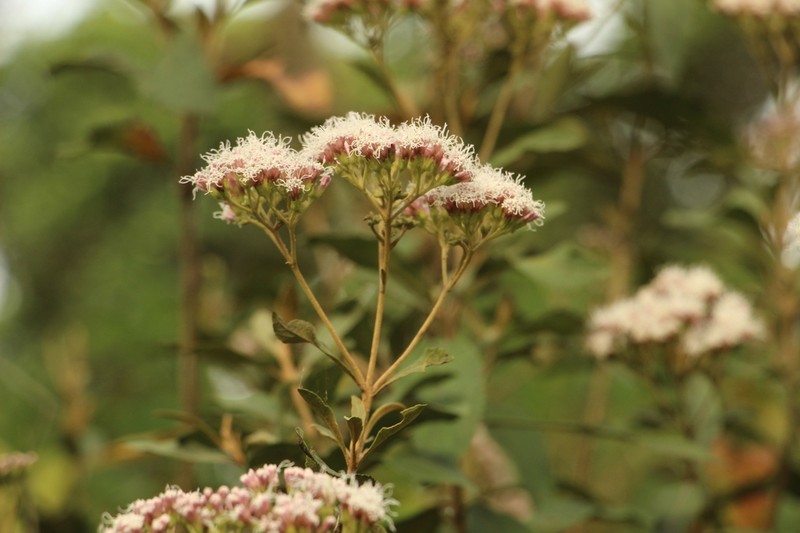 Ageratina boyacensis photo 3