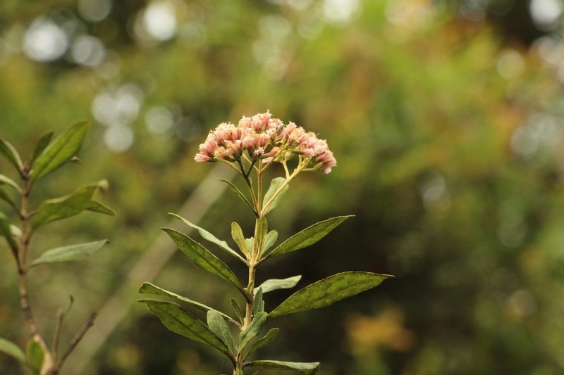 Ageratina boyacensis photo 4
