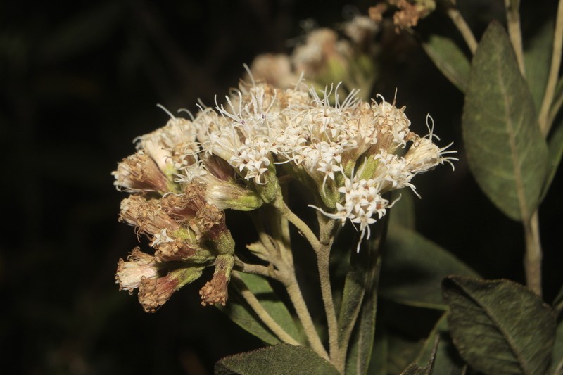 Ageratina boyacensis photo 5