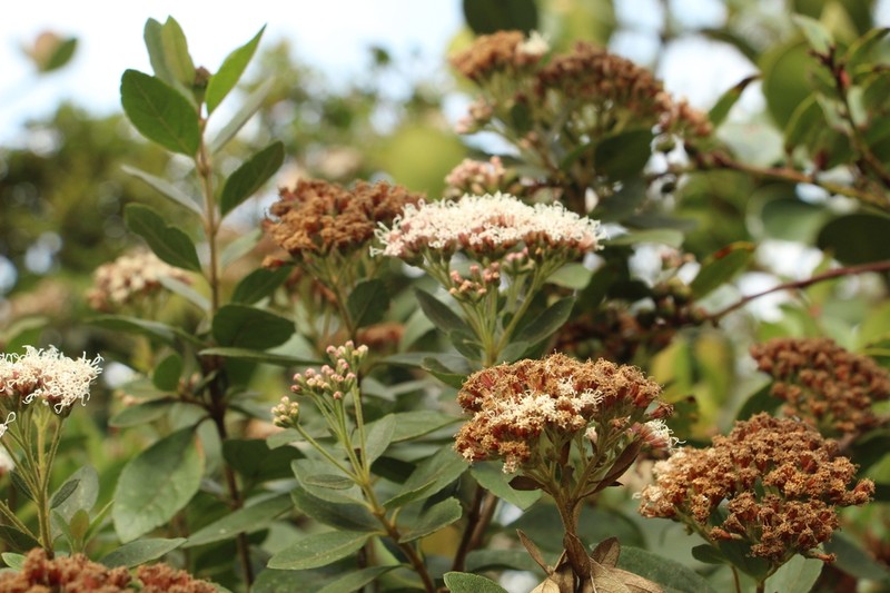 Ageratina boyacensis photo 6