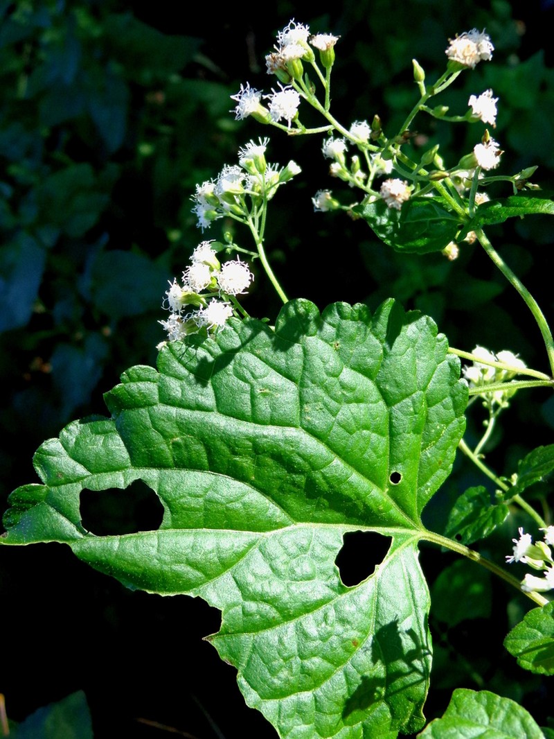 Ageratina brandegeeana