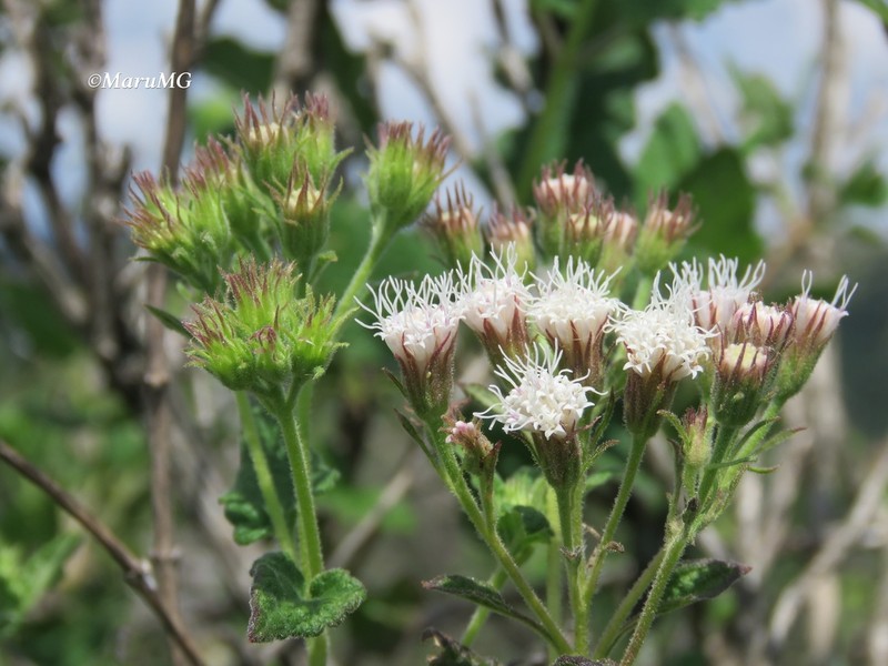Ageratina brandegeeana photo 2
