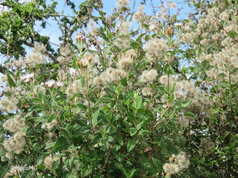 Ageratina brandegeeana photo 3