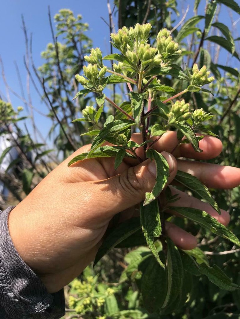 Ageratina brevipes photo 2