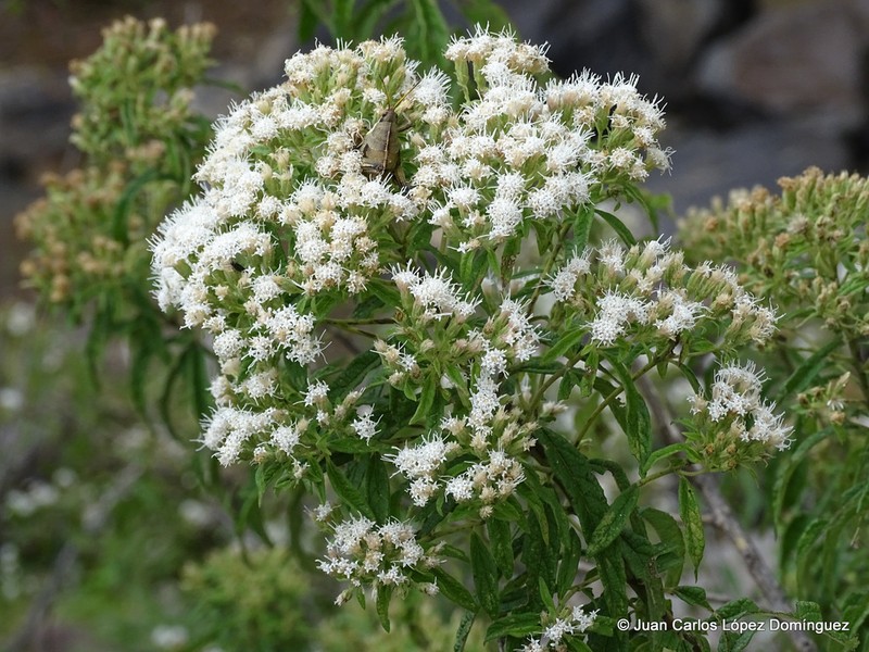 Ageratina brevipes photo 3
