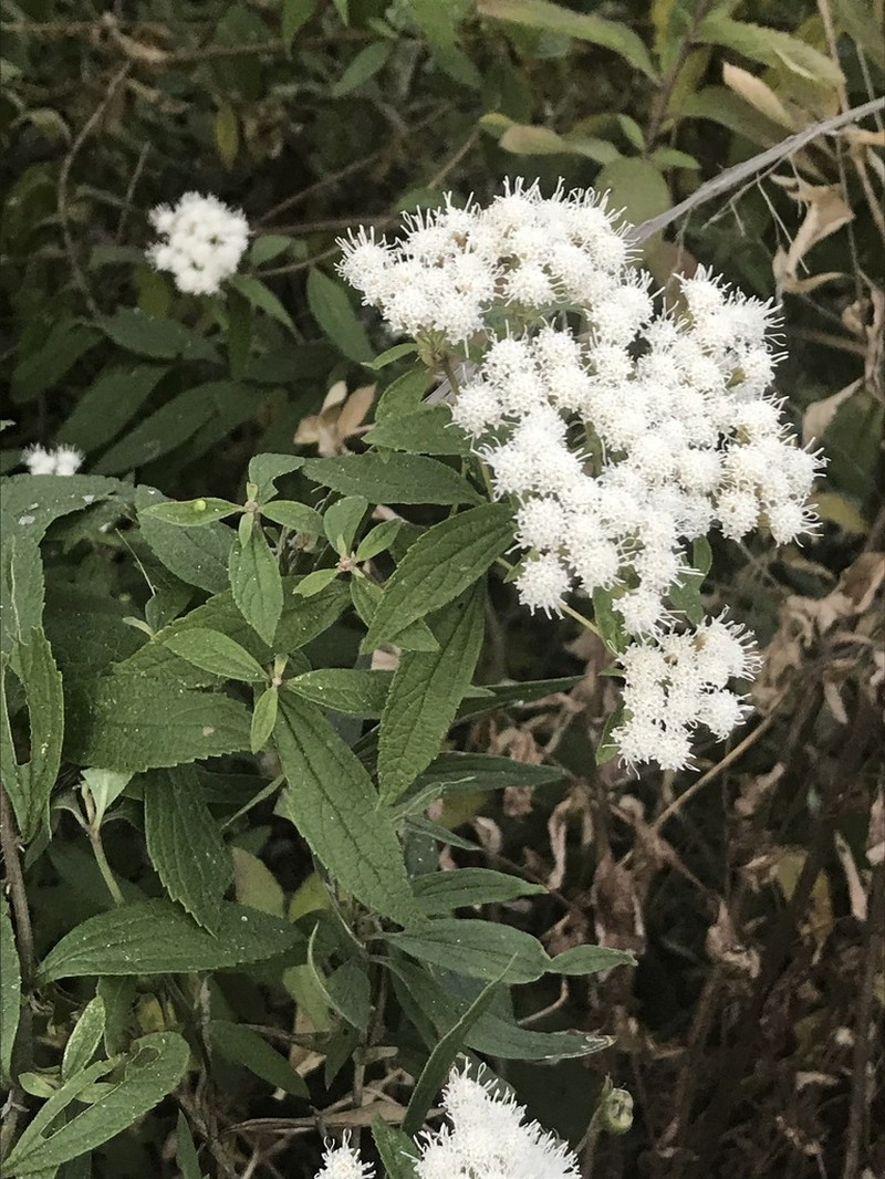 Ageratina brevipes photo 4