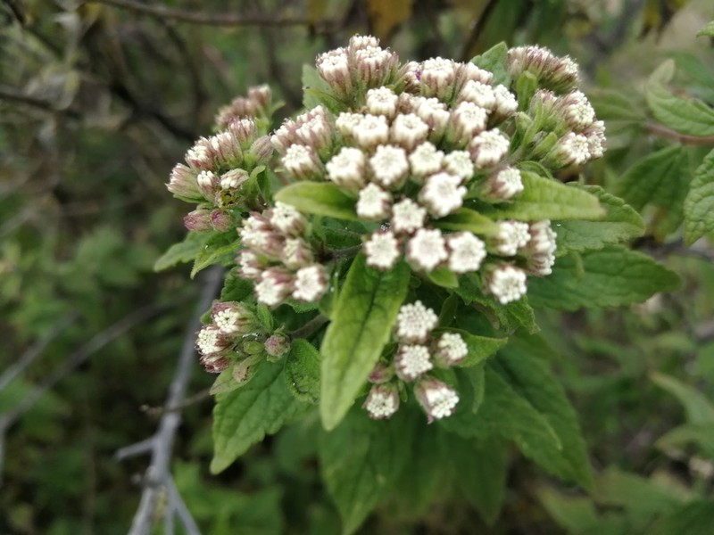 Ageratina brevipes photo 5
