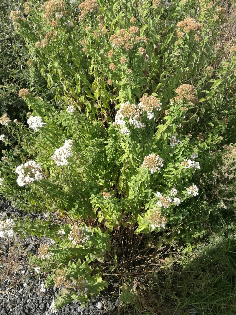 Ageratina brevipes photo 6