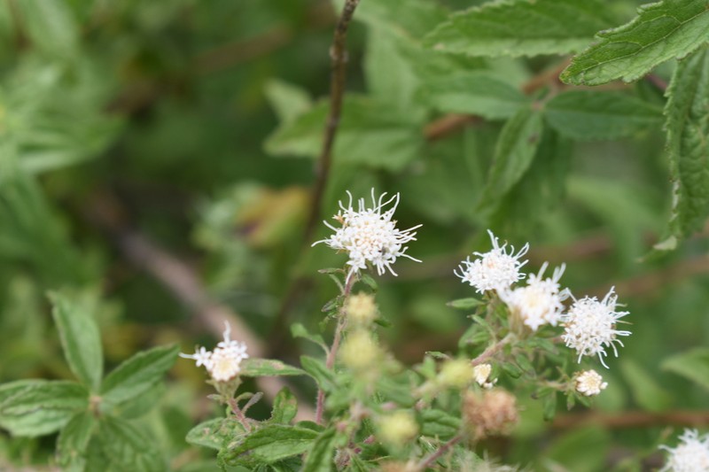 Ageratina brevipes photo 7