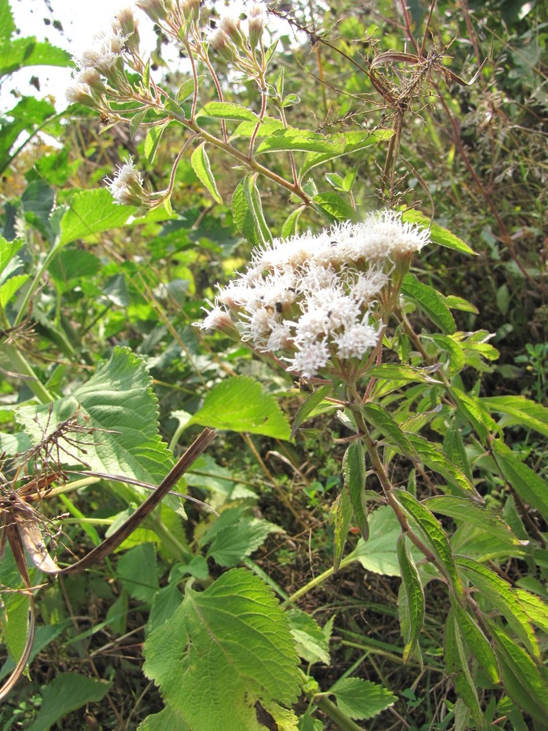 Ageratina brevipes photo 8