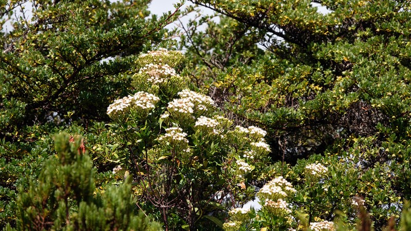 Ageratina bustamenta