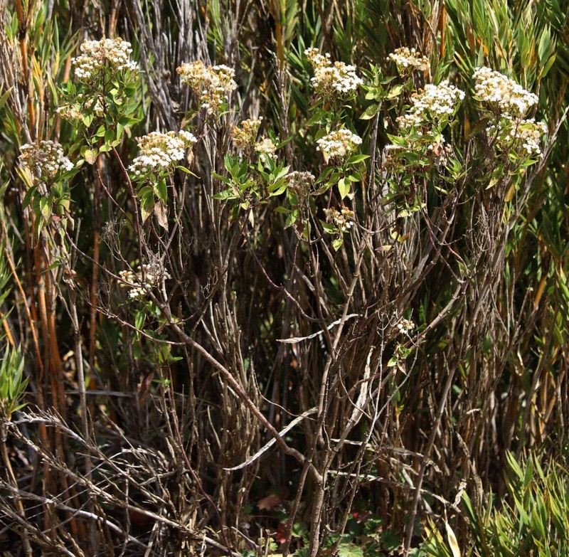 Ageratina bustamenta photo 4