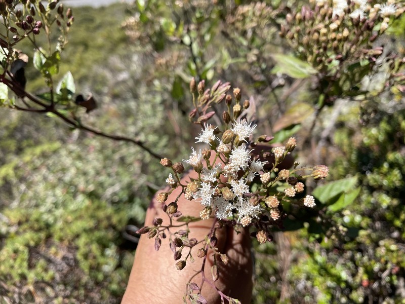 Ageratina bustamenta photo 5
