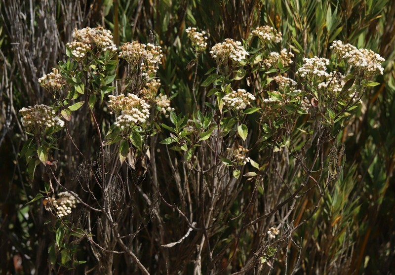 Ageratina bustamenta
