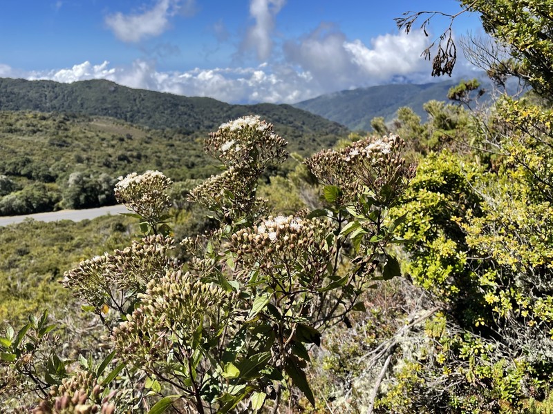 Ageratina bustamenta photo 2