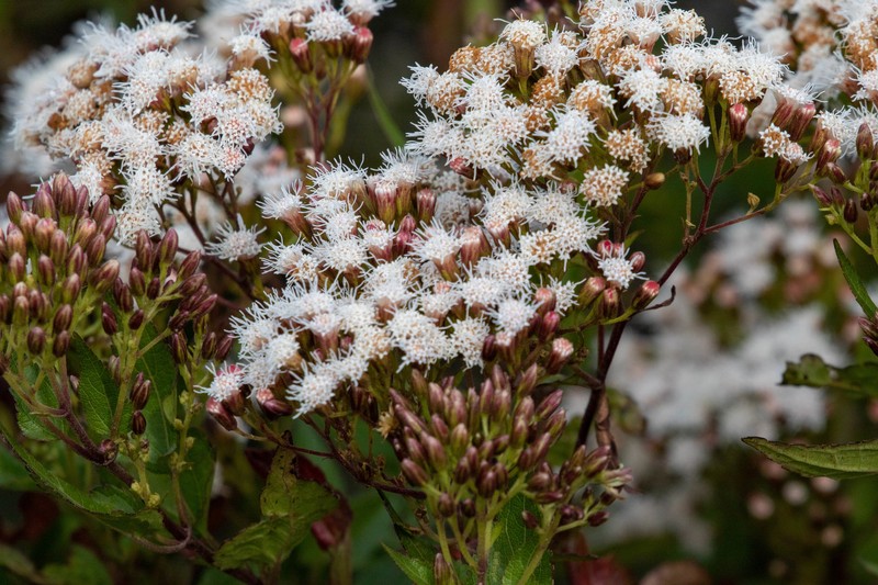Ageratina bustamenta photo 3