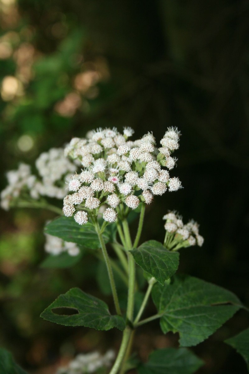 Ageratina bustamenta photo 4