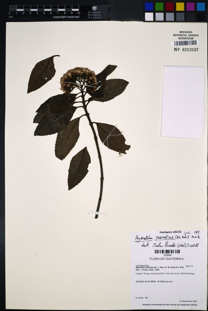 Ageratina caeciliae photo 3