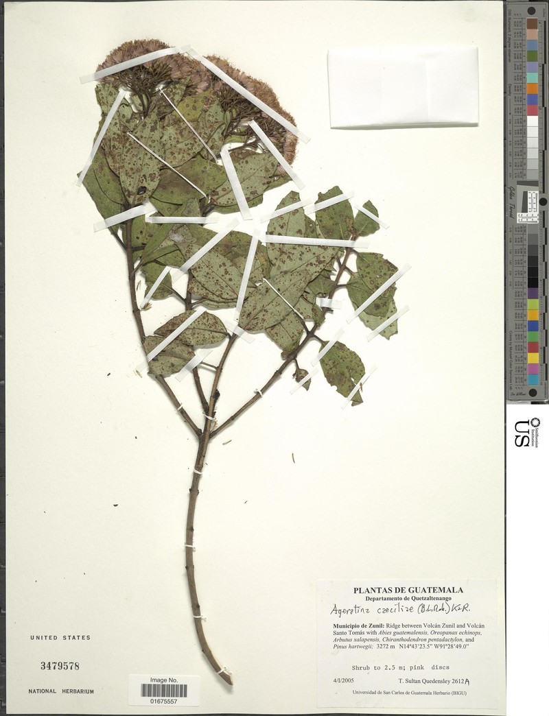 Ageratina caeciliae photo 4