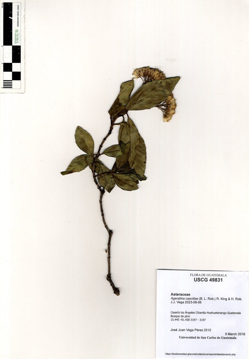 Ageratina caeciliae