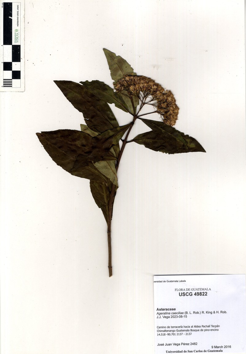 Ageratina caeciliae photo 2