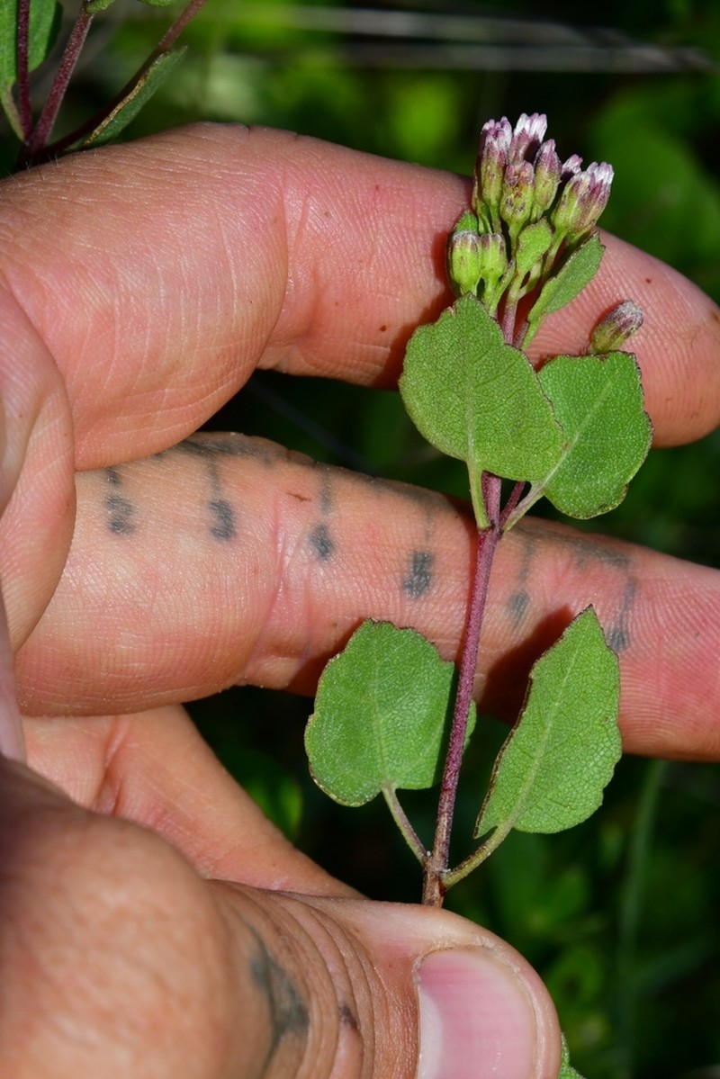 Ageratina calaminthifolia