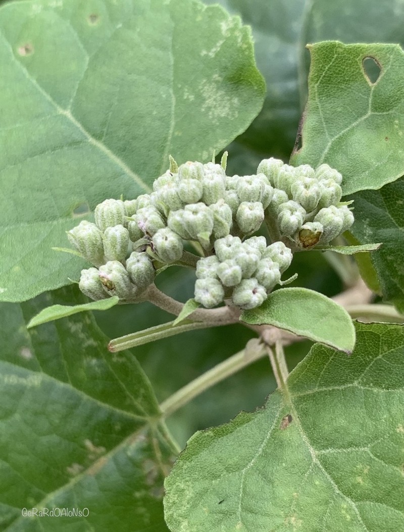 Ageratina calaminthifolia photo 2