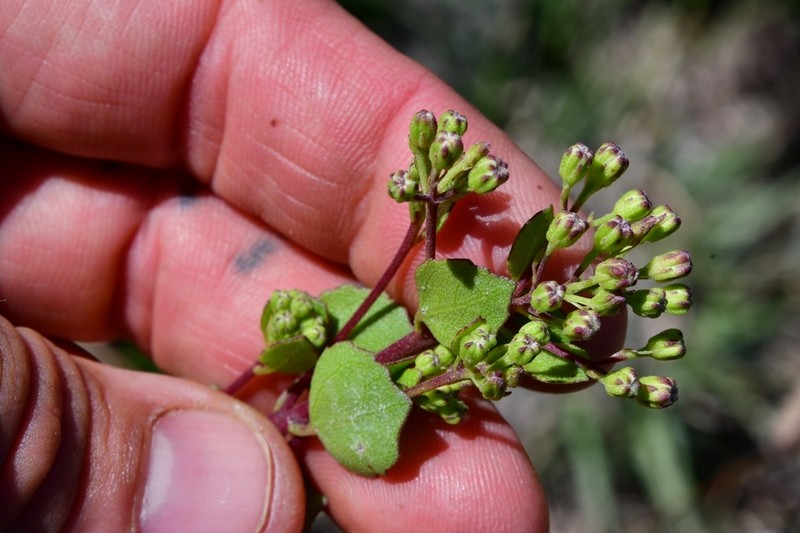 Ageratina calaminthifolia photo 3