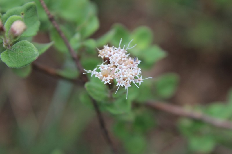 Ageratina calaminthifolia photo 4