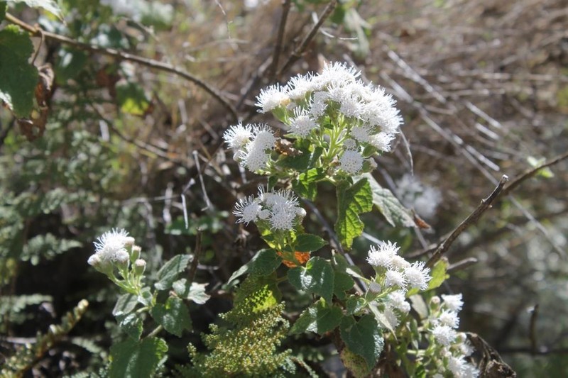 Ageratina calaminthifolia photo 5
