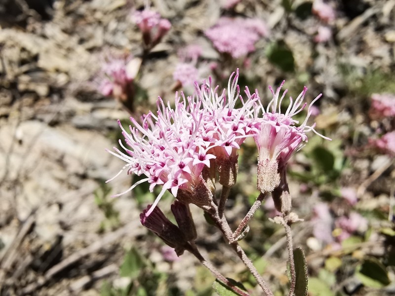 Ageratina calaminthifolia photo 6