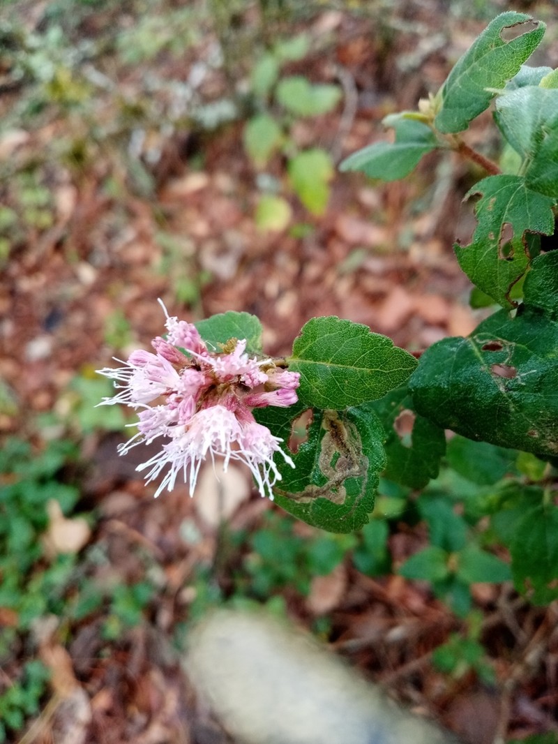 Ageratina calaminthifolia photo 7