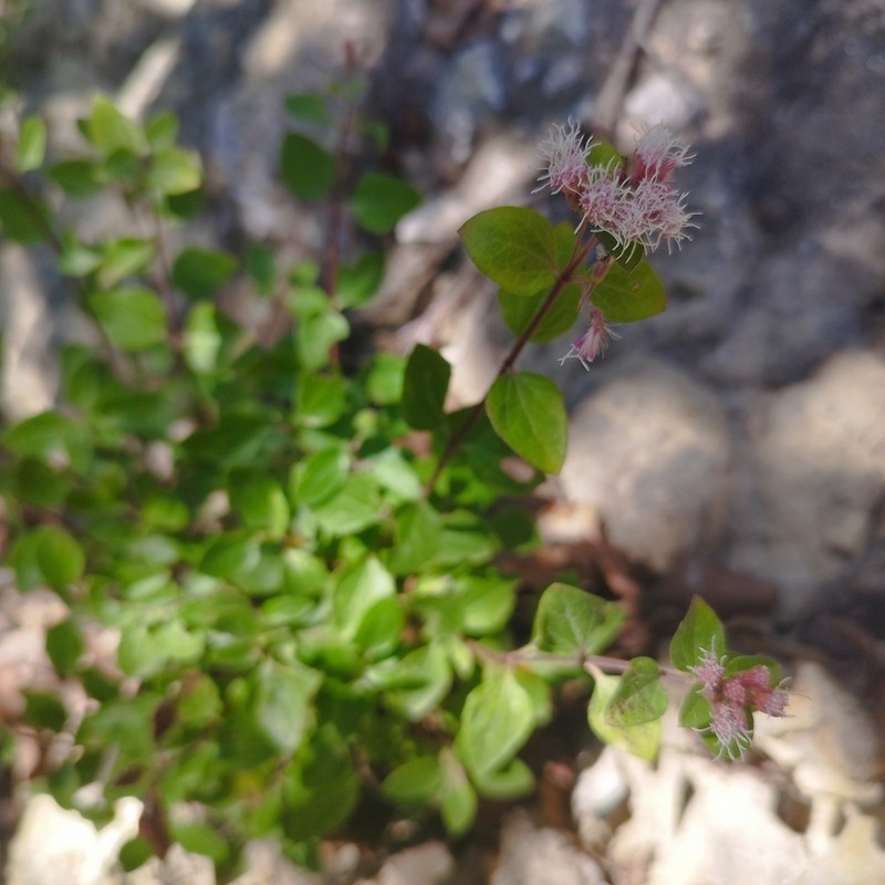 Ageratina calaminthifolia photo 8