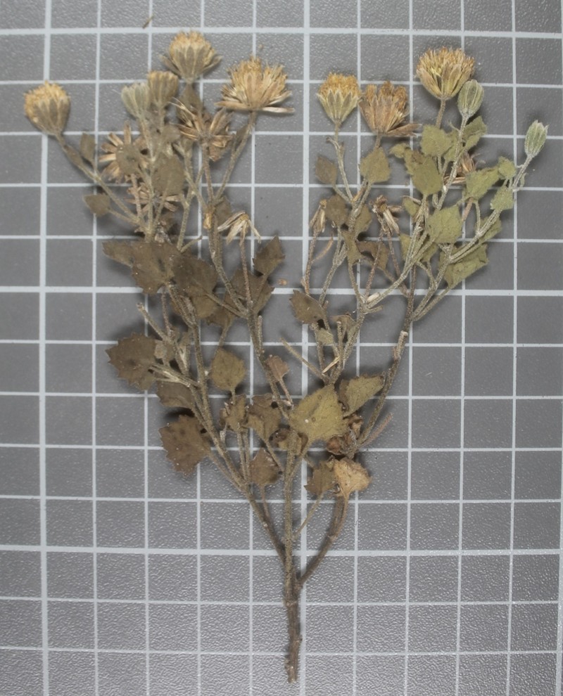 Ageratina calophylla