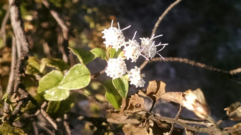 Ageratina calophylla photo 2